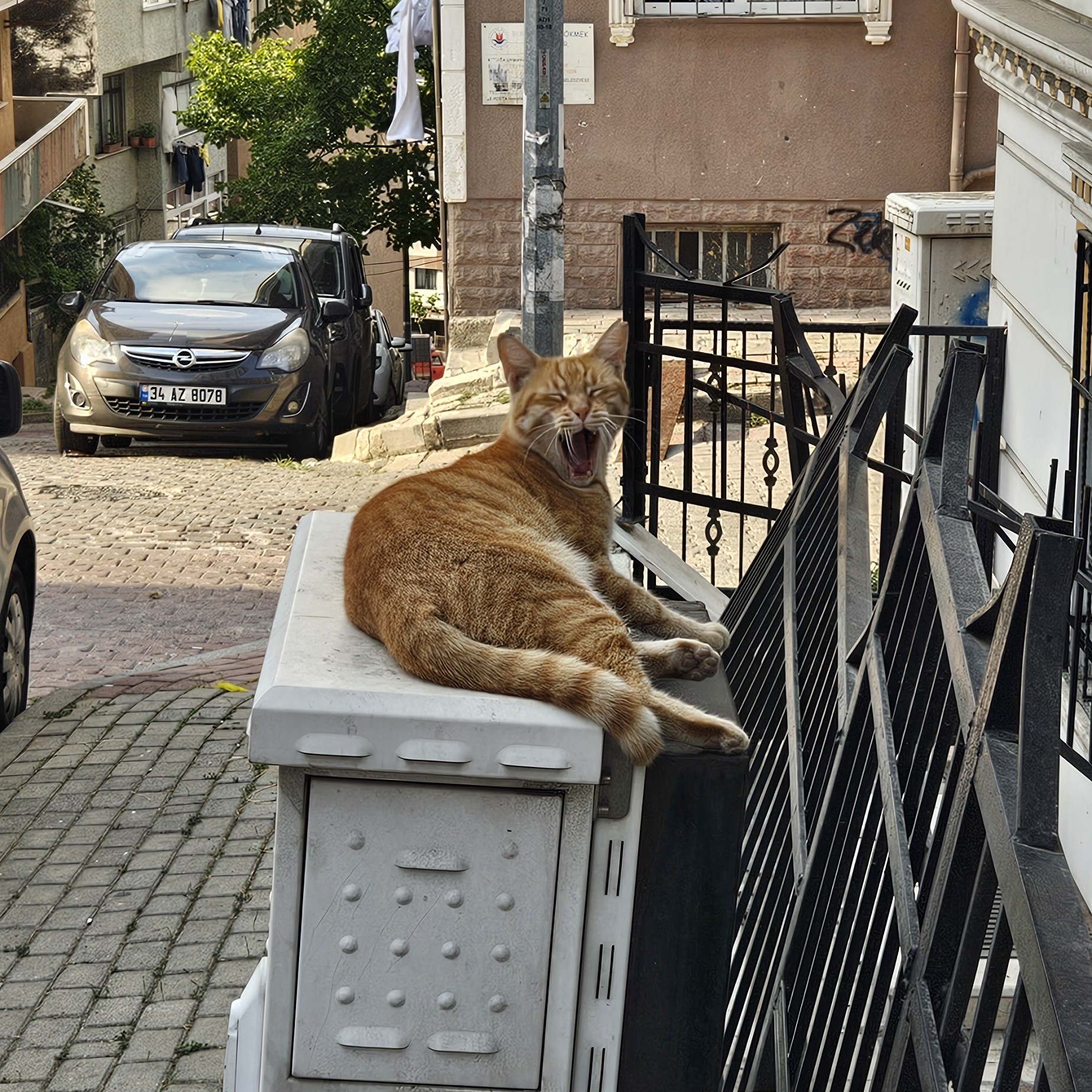 uykudan uyanmış gözleri mahmur kedi