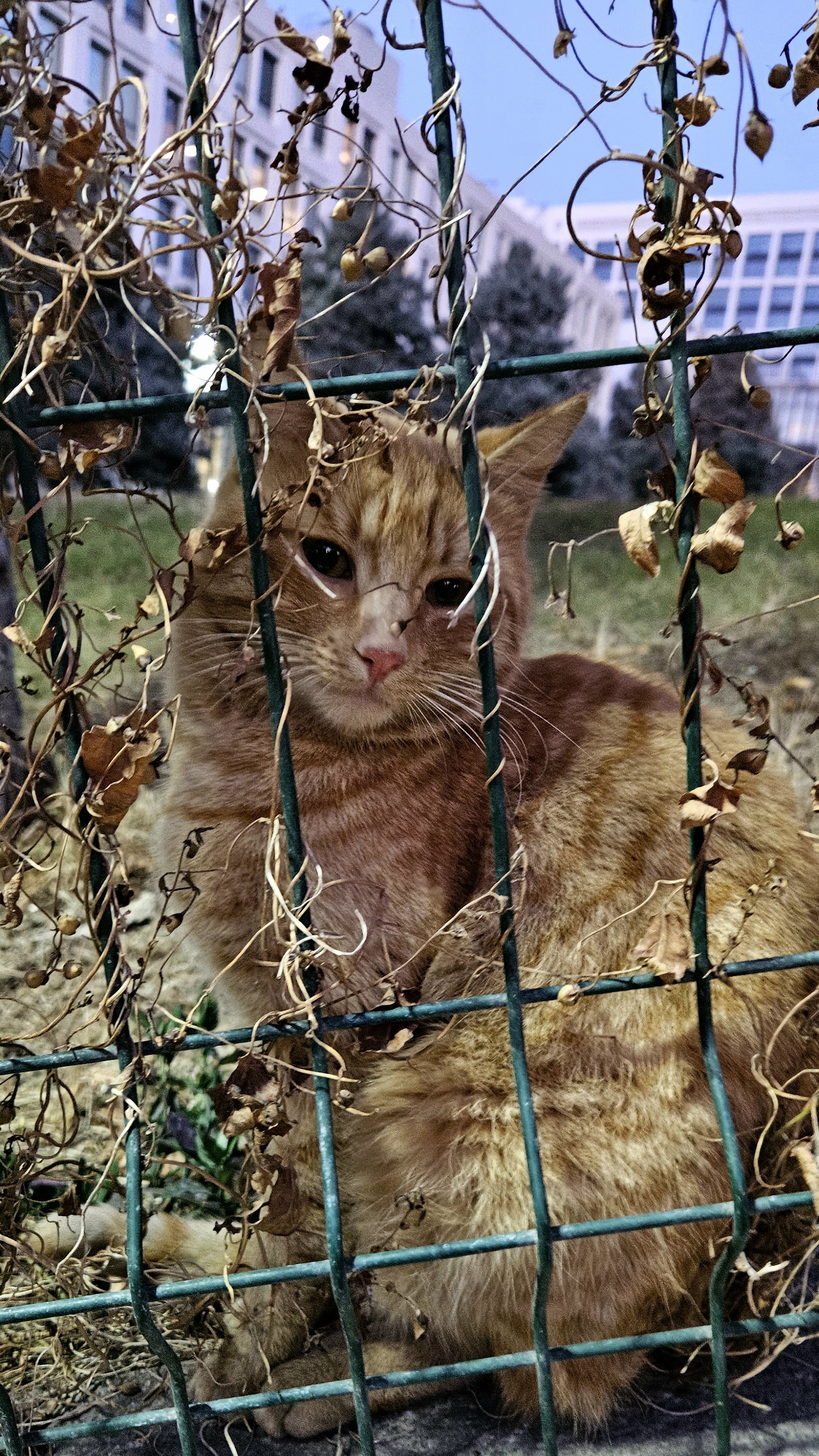 peri kedi